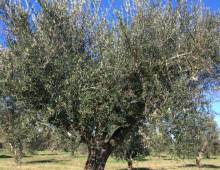 Producteur d'huile d'Olive haut de gamme 